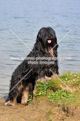 Cao da Serra de Aires (aka Portuguese Sheepdog)