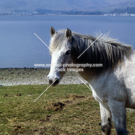 Eriskay Pony eating hay