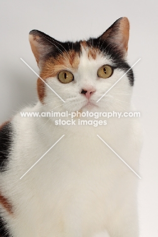 Tortoiseshell and White Manx cat, head study