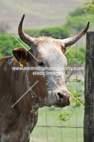 Nguni Cattle