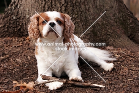 cavalier king charles spaniel lying down with stick