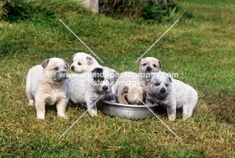six australian cattle dog puppies from formakin kennels around and in feeding dish