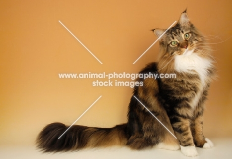 brown tabby and white maine coon cat on orange background