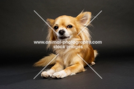 Long Haired Chihuahua on a black background