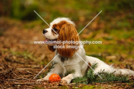 Cavalier King Charles Spaniel laying with orange ball. 