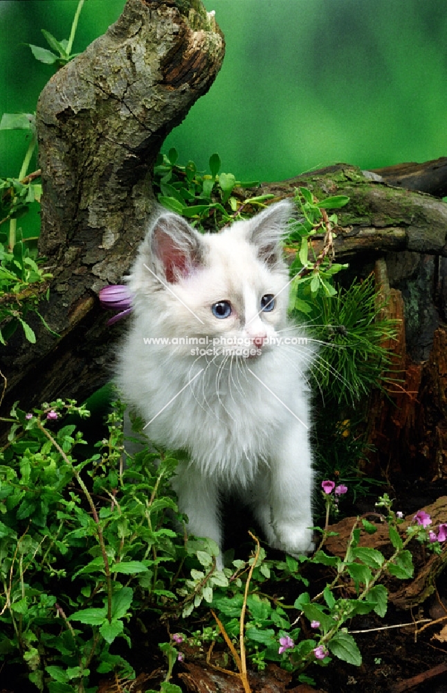 ragdoll kitten amongst greenery