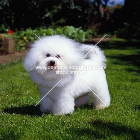 champion bichon frise standing on grass