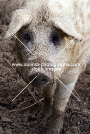 Mangalitza (aka curly-hair hog)