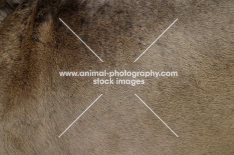 Neapolitan Mastiff coat, close up
