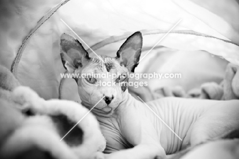 sphynx cat resting in tent