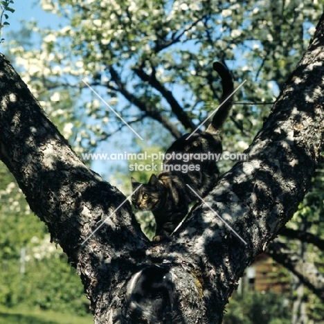 ch swedish freyois of kandahar, brown tabby short hair cat in a tree