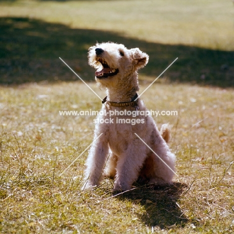 pet wire fox  terrier sitting on grass