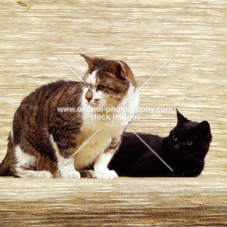 tabby and white cat and black cat together