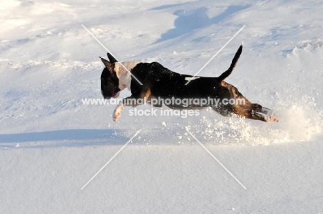 Bull Terrier running in snow