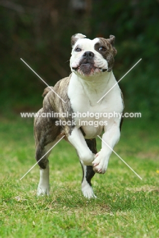 American Bulldog running