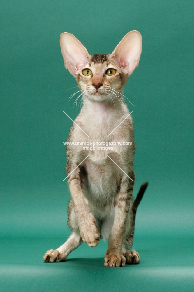 Oriental Shorthair front view, Chestnut Silver Ticked Tabby colour
