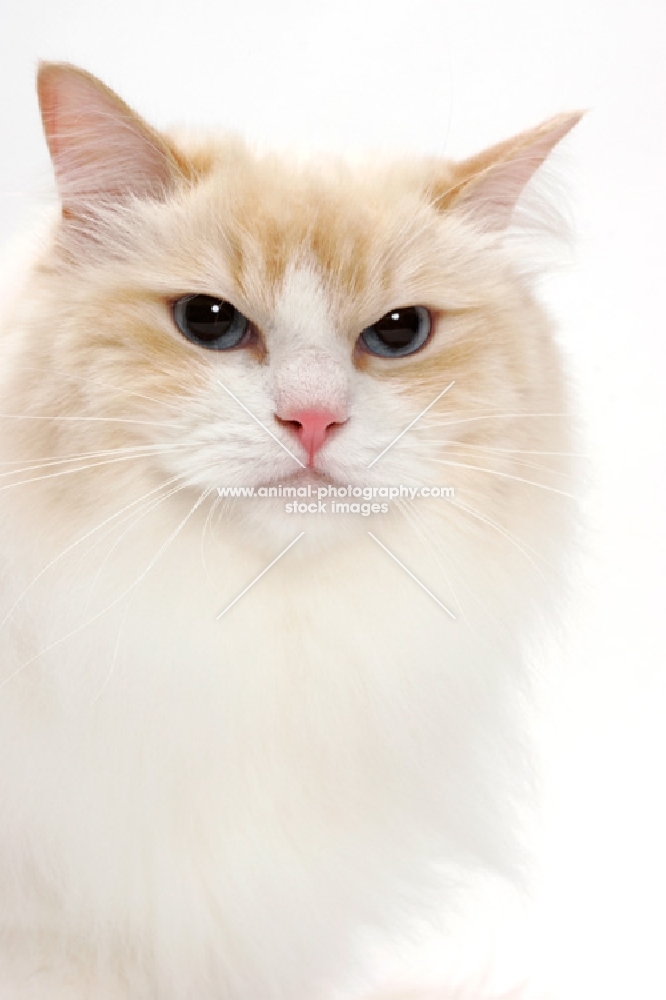 Cream Point Bi-Color Ragdoll cat, head