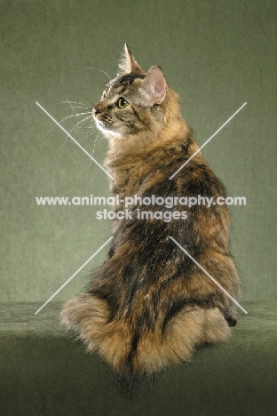 American Bobtail turned in sitting position