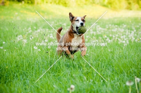 Boxer x Terrier dog fetching ball