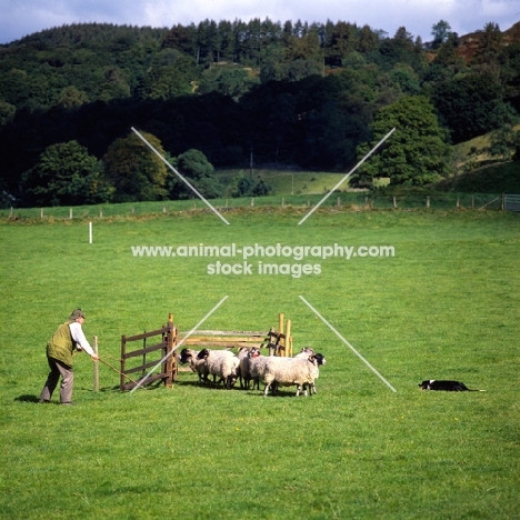 border collie penning at sheepdog trials on 'one man and his dog' , lake district