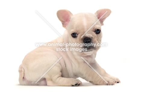 French Bulldog puppy sitting down