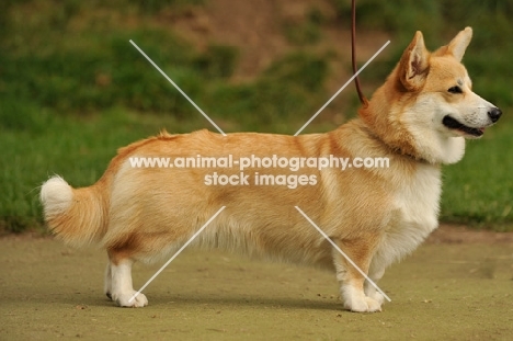 Corgi Pembroke, side view