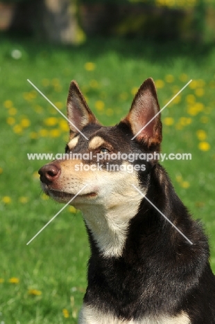 Australian Kelpie portrait