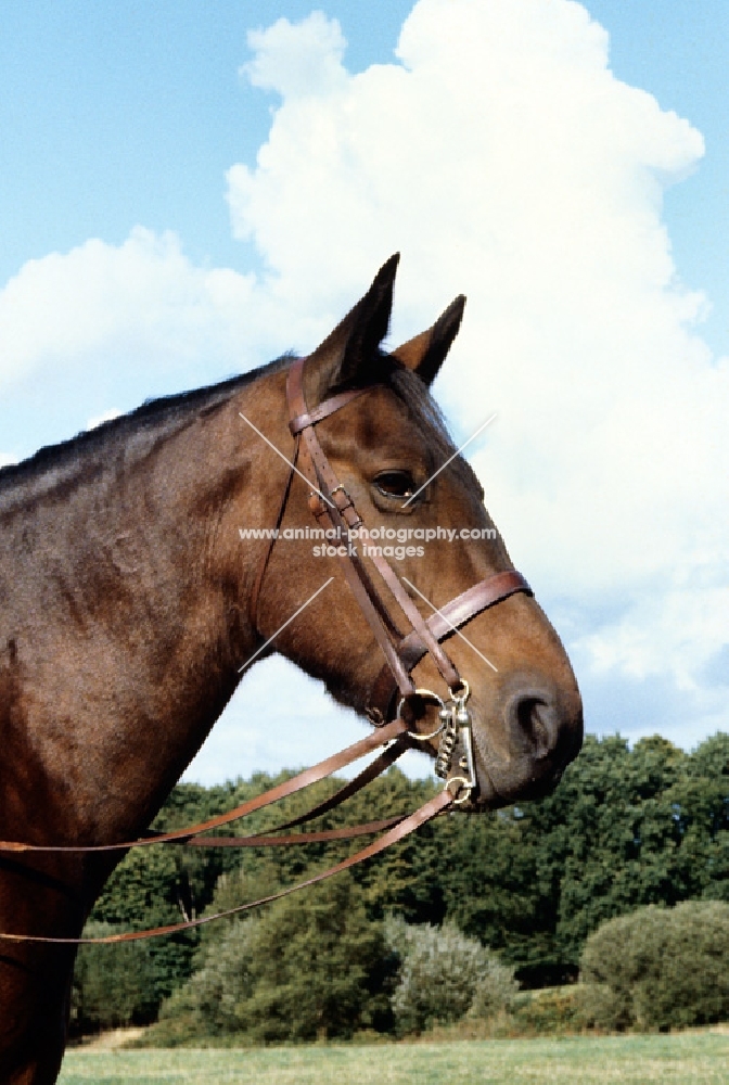 old type groningen mare, cedola, portrait