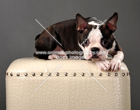 young Boston Terrier puppy
