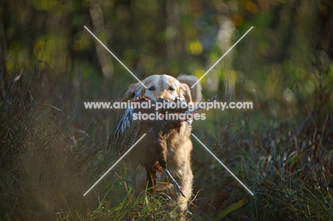 golden retriever retrieving pheasant among tall grass