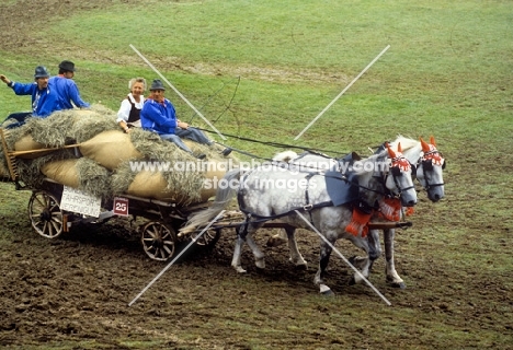 two horses in harness in driving event