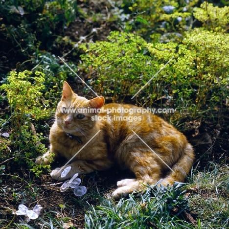 ginger cat in a garden