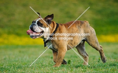 Bulldog running on grass