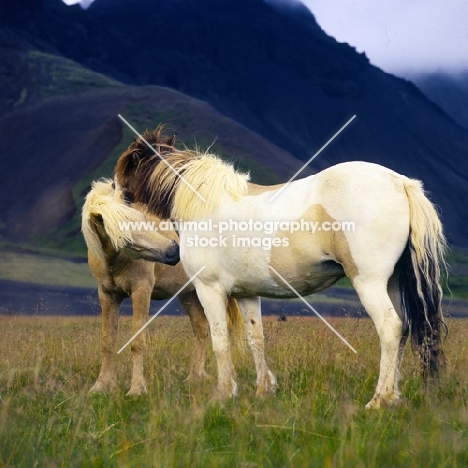 Iceland horses at Kalfstindar mutual grooming