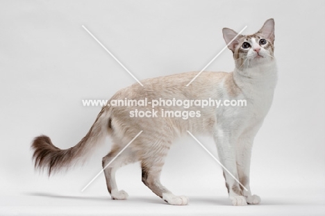 Balinese in studio, Seal Lynx Point Bi-Color, standing