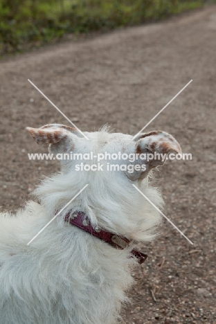 white dog with red collar and spotty ears looking away from camera