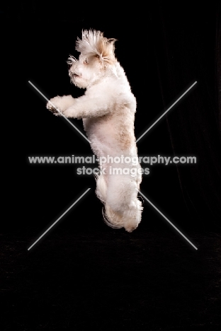 Coton de Tulear jumping up