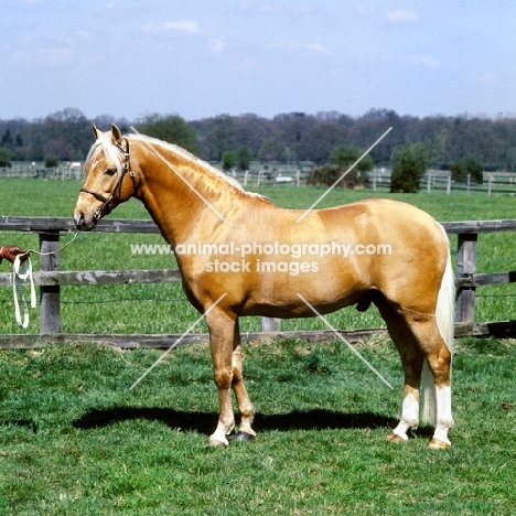 bramshott midnight sun, riding pony stallion