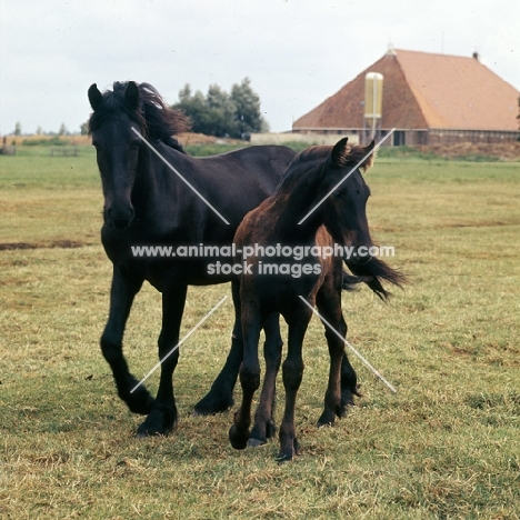 Friesian mare walking with foal