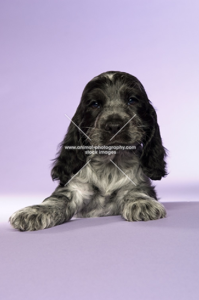 english cocker spaniel puppy isolated on a purple background