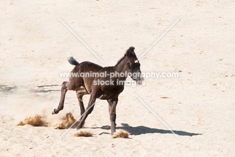 Marwari foal running in sand
