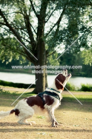 Irish red and white setter barking