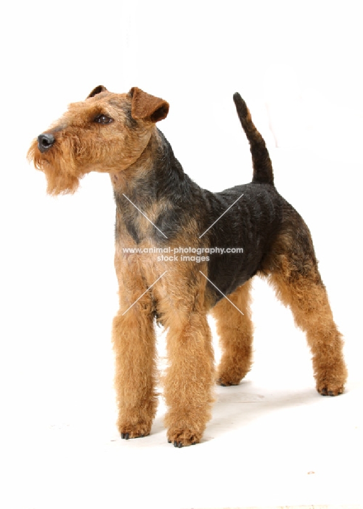 Australian Champion Welsh Terrier