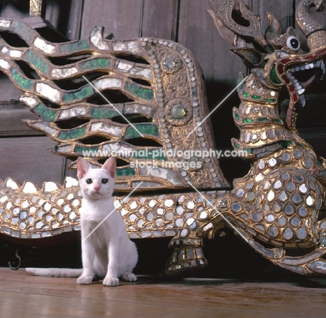 Kao Manee kitten, sitting near dragon statue