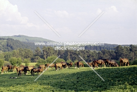 arab mares and foals at marbach stud, germany