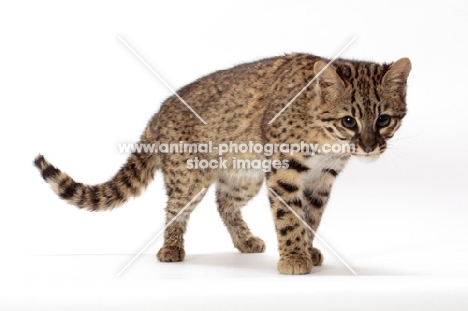 Geoffroy's cat on white background, Golden Spotted Tabby colour
