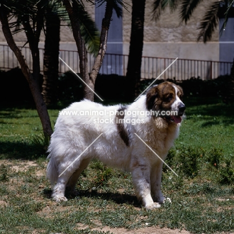 gotonsky de raco vedat,  pyrenean mastiff at world show valencia