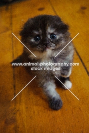 Scottish Fold kitten sitting on hardwood floor. 