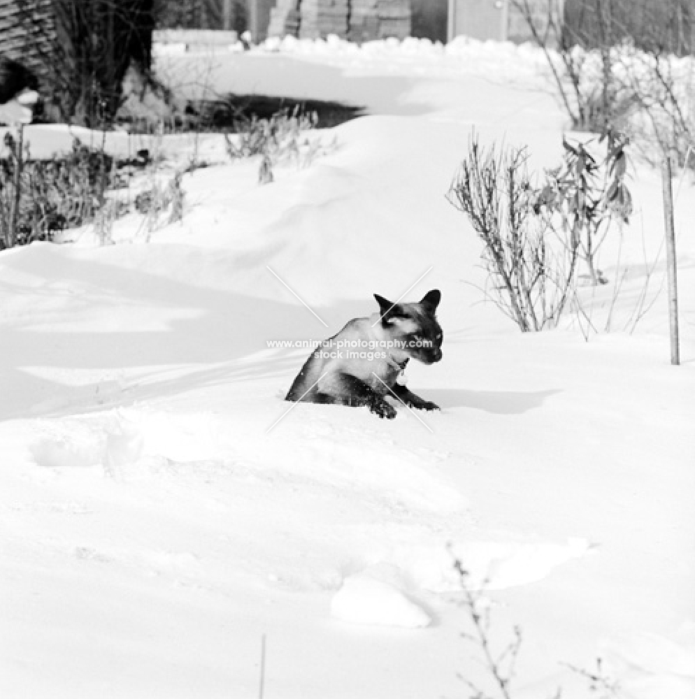 siamese cat in a snowdrift