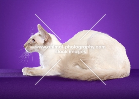 Balinese lying on purple background